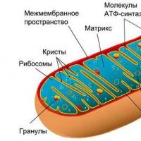 Perché si chiamano mitocondri